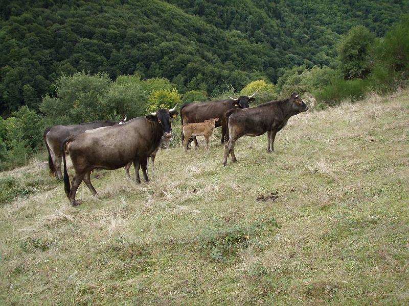 Pyrenees Day4 (11).jpg